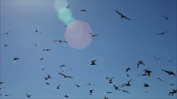 mouettes volant contre le ciel 