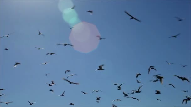 Möwen fliegen gegen den Himmel — Stockvideo