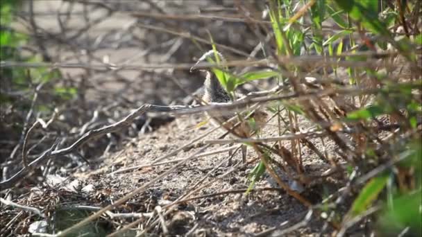 Kleine Möwe schmiegt sich an — Stockvideo