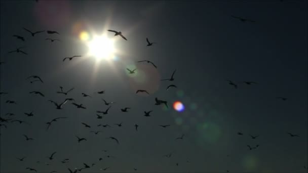 Ptáci létající po obloze — Stock video