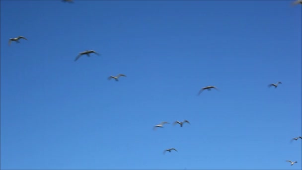 Gabbiani che volano contro il cielo — Video Stock