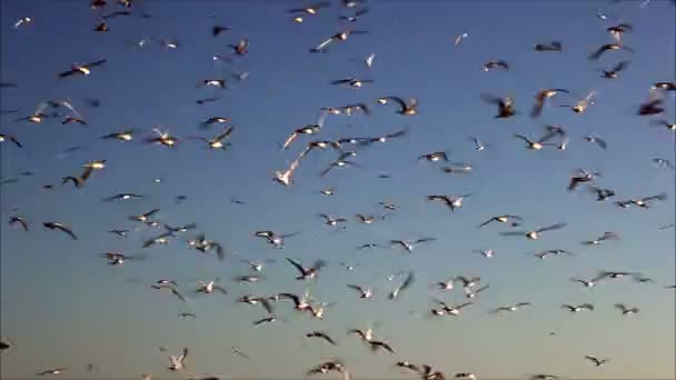 Gaviotas volando contra el cielo — Vídeos de Stock