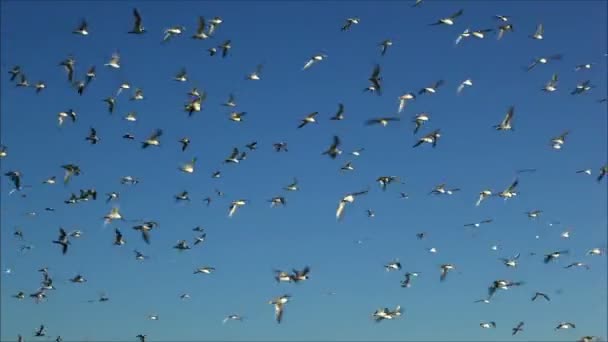 Gulls flying against the sky — Stock Video