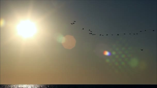 Oiseaux volant dans le ciel — Video