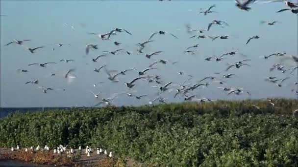 Las aves vuelan sobre los nidos — Vídeos de Stock