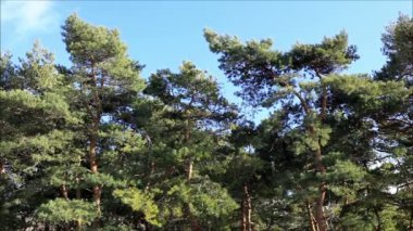 yeşil çam ağaçları