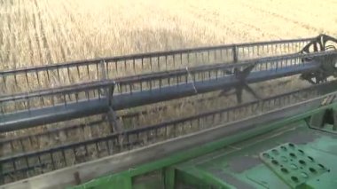 buğday hasat toplar