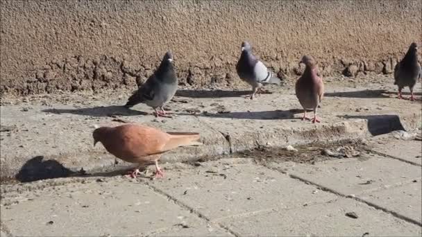 鳩の街を歩く — ストック動画