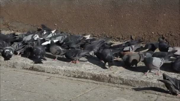 Pigeons walking street — Stock Video