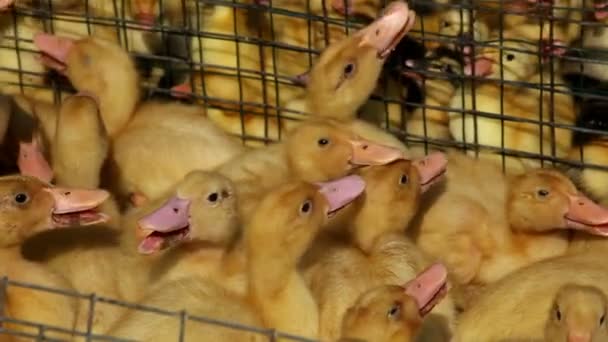 Viele Enten im Käfig — Stockvideo