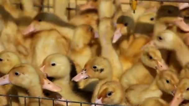 Muitos patos em uma jaula — Vídeo de Stock