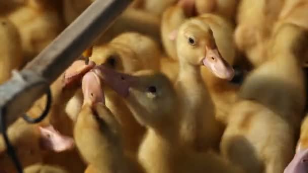 Muchos patos en una jaula — Vídeo de stock