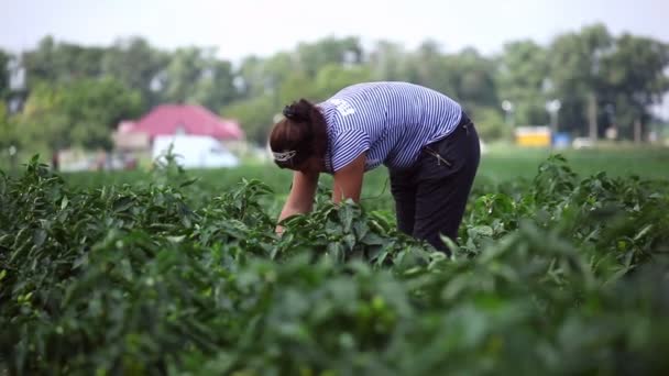 Landwirt erntet Gemüse — Stockvideo