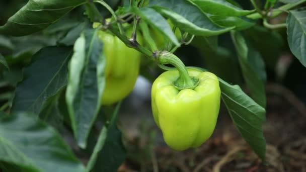 Rengöring av grön paprika — Stockvideo