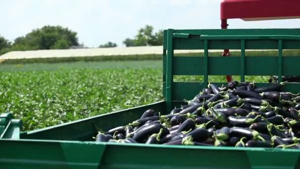 Mezőgazdasági termelő gyűjteni padlizsán — Stock videók