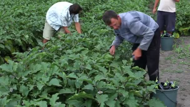 Zemědělci sklizeň zeleniny — Stock video