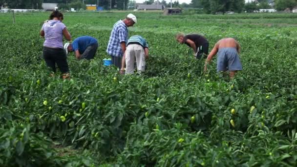 Agricultores Colheita de legumes — Vídeo de Stock