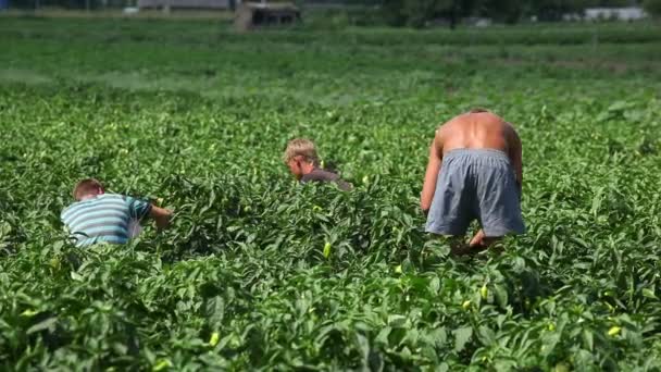 农民在收获蔬菜 — 图库视频影像