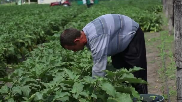 Фермери врожаю овочів — стокове відео