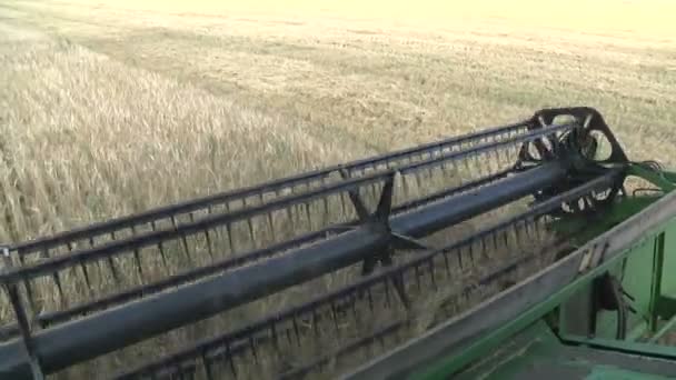 Harvester gathers the wheat — Stock Video