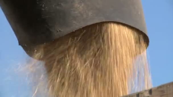 Harvester gathers the wheat — Stock Video