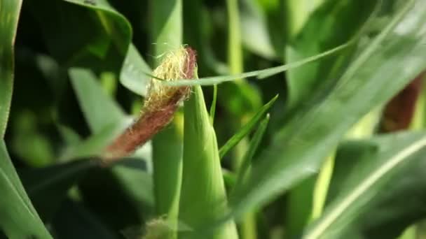 Зеленая кукуруза на поле — стоковое видео