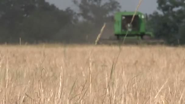 Kombajn do zbioru gromadzi pszenicy — Wideo stockowe