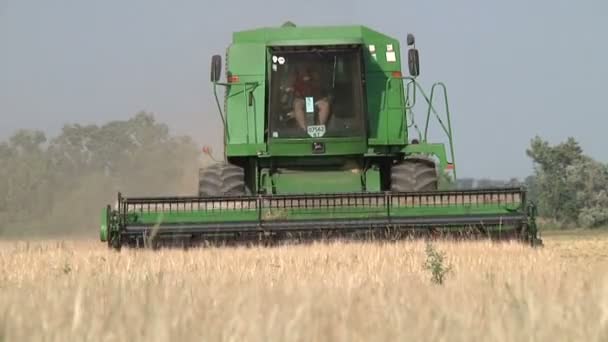 Erntemaschine sammelt den Weizen — Stockvideo