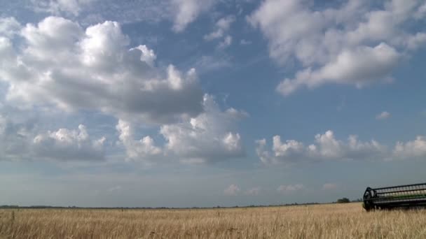 Збирає пшеницю — стокове відео