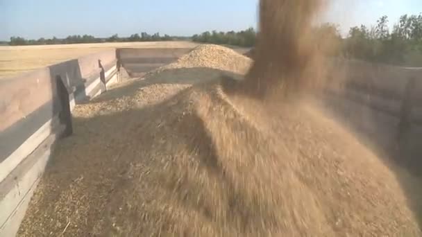 Maaimachine verzamelt de tarwe — Stockvideo