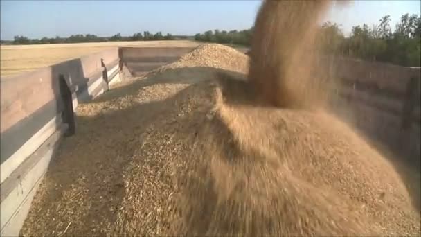 Colheitadeira reúne o trigo — Vídeo de Stock