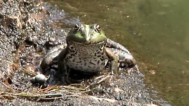 湖の近くの大きなカエル — ストック動画