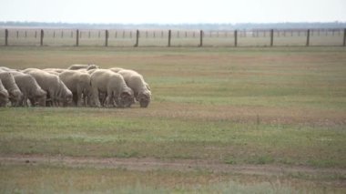 Sahada koyun sürüsü