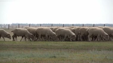 Sahada koyun sürüsü