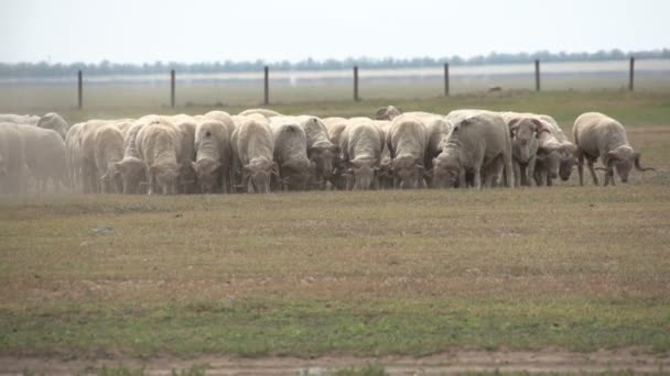 Kudde schapen op het veld — Stockvideo