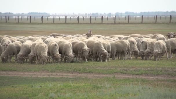 Manada de ovinos no campo — Vídeo de Stock