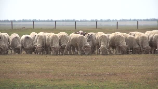 Kudde schapen op het veld — Stockvideo