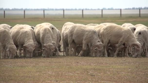 Kudde schapen op het veld — Stockvideo