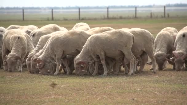 Rebaño de ovejas en el campo — Vídeos de Stock