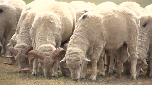 Besättningen av får på fältet — Stockvideo