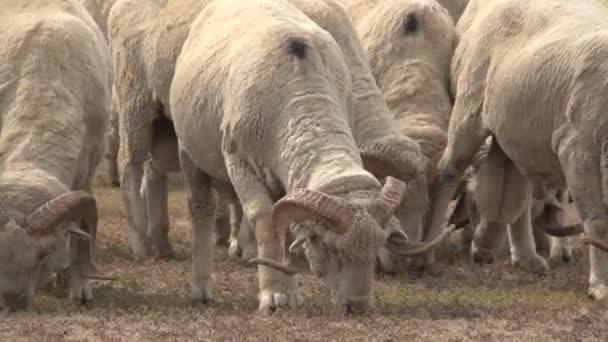 Manada de ovinos no campo — Vídeo de Stock