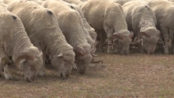 Besättningen av får på fältet — Stockvideo