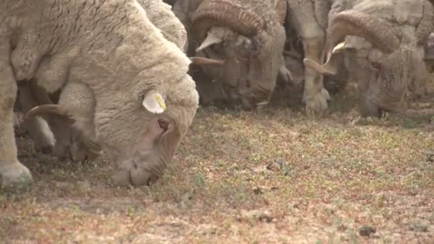 Herd of sheep on the field — Stock Video