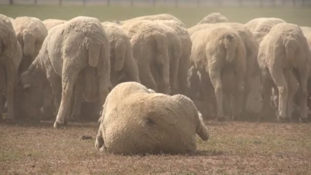 Schafherde auf dem Feld — Stockvideo