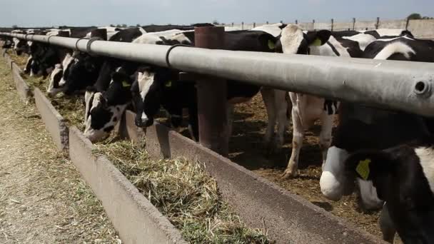 Cows eating grass Royalty Free Stock Footage