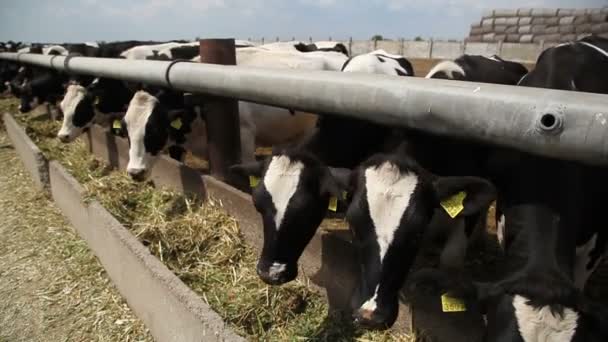 Vacas comendo grama — Vídeo de Stock