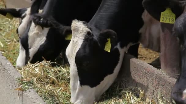 Vacas comendo grama — Vídeo de Stock