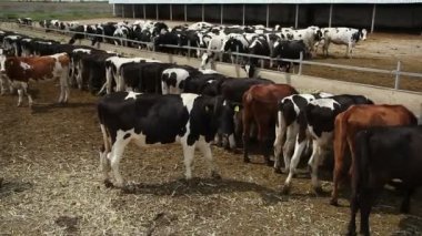 Gündüz, çiftlikte inekler