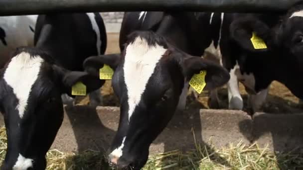 Cows eating grass — Stock Video