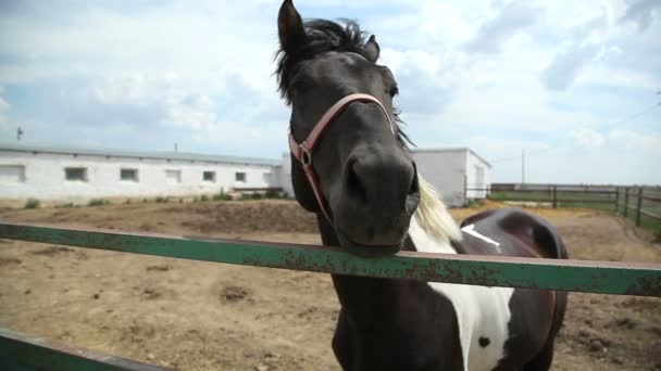 Hourse on the farm in daytime — Stock Video